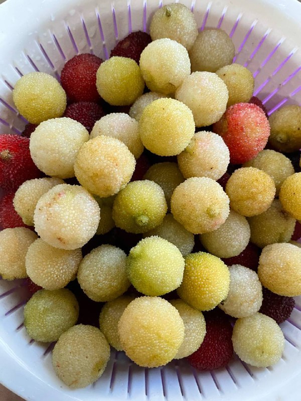 让我找到一颗白杨梅，乍一看以为没熟，一尝还挺甜的，好些年没见到了