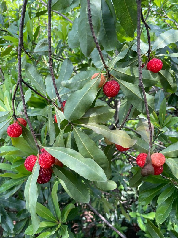 今年第一波的野杨梅已经摘到了，酸酸甜甜