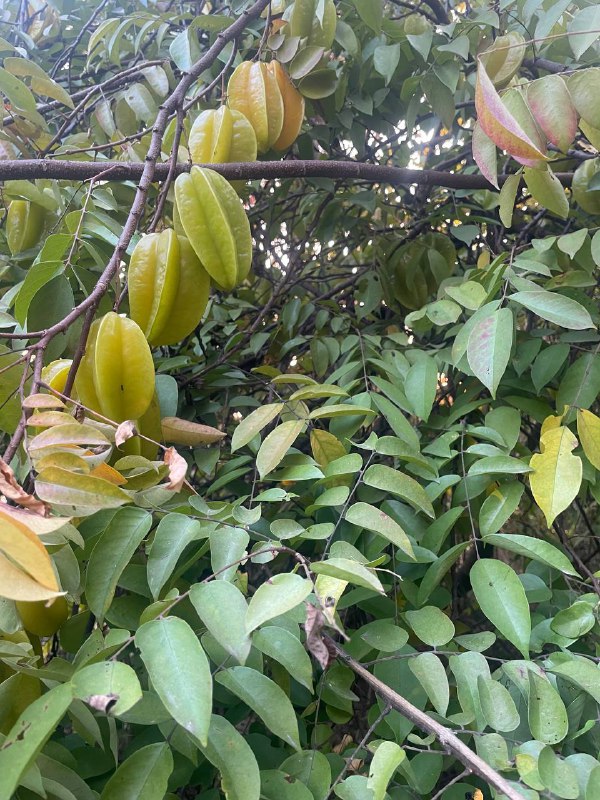 爬山走野路的馈赠：杨桃