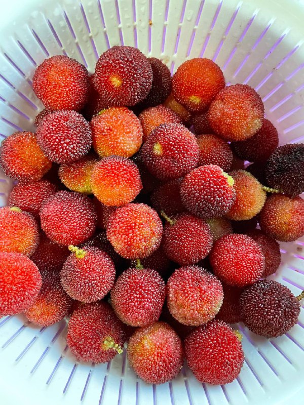 让我找到一颗白杨梅，乍一看以为没熟，一尝还挺甜的，好些年没见到了