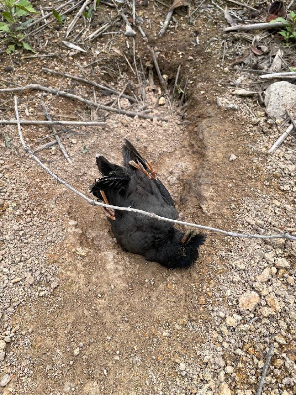 求助，这是什么鸟？爬山途中遇一捕鸟网，已有三只小鸟缠绕身亡，该向何部门举报最为有效？更新：相关部门已「根据信息按职责联合属地街道对该区域进行检查，组织现场拆除了捕鸟网