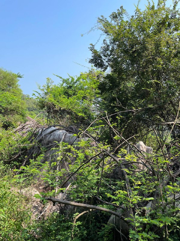 下午爬了一条新路线，日头恶毒，石头上都是羊屎，枯枝败叶也多，只能慢慢挪