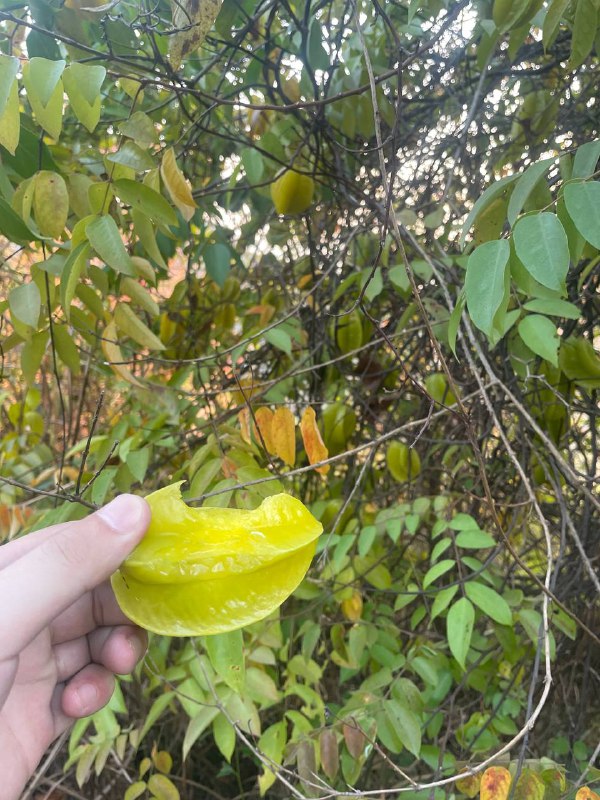 爬山走野路的馈赠：杨桃