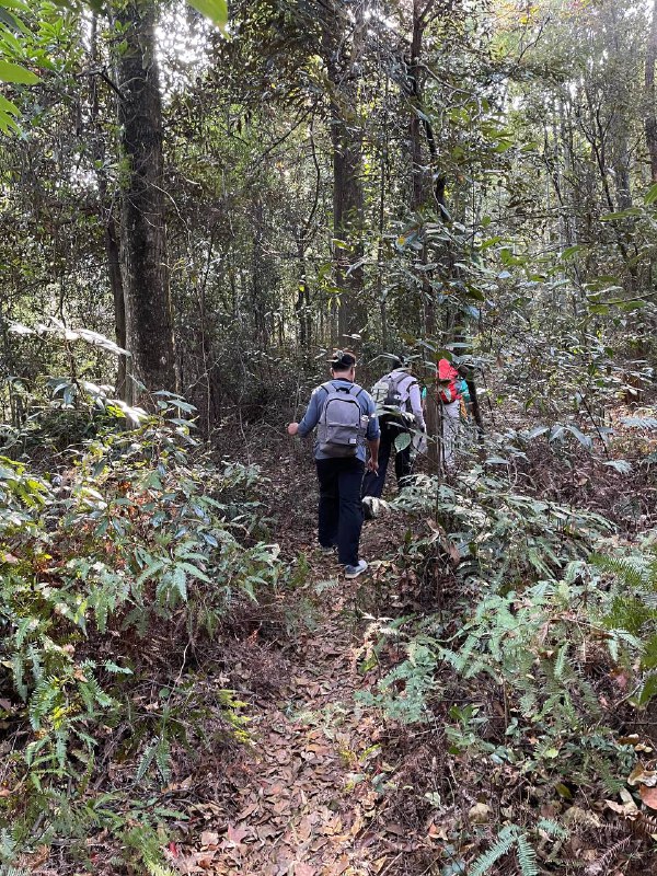 #徒步 #爬山 #Hiking⛰️ 龙门尖笔山 & 狮头山🗓️ 日期：20251206🧗 人数：11 人🛣️ 路线：尖笔山狮头山环线（10km，爬升 1000m）⏳ 用时：7h 25min📍 福建·龙岩·新罗区·龙门镇·洋畲村🏔 该山为紫金五峰之一，是龙岩八景「紫金晴雪」之所在