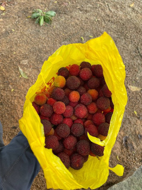 今年第一波的野杨梅已经摘到了，酸酸甜甜