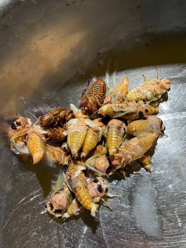 刚摘完野杨梅，又到了夜爬顺便抓知了猴的季节