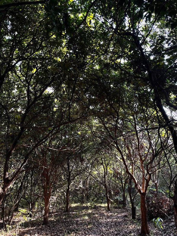 爬了座小山，基本上是散步路线，一小部分路段需要爬点石头