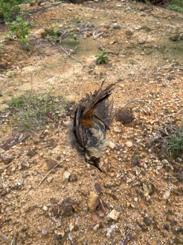 求助，这是什么鸟？爬山途中遇一捕鸟网，已有三只小鸟缠绕身亡，该向何部门举报最为有效？更新：相关部门已「根据信息按职责联合属地街道对该区域进行检查，组织现场拆除了捕鸟网