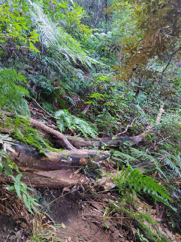 #徒步 #爬山 #Hiking⛰️ 龙门尖笔山 & 狮头山🗓️ 日期：20251206🧗 人数：11 人🛣️ 路线：尖笔山狮头山环线（10km，爬升 1000m）⏳ 用时：7h 25min📍 福建·龙岩·新罗区·龙门镇·洋畲村🏔 该山为紫金五峰之一，是龙岩八景「紫金晴雪」之所在