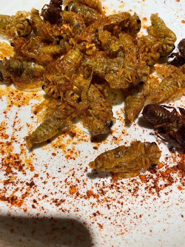 刚摘完野杨梅，又到了夜爬顺便抓知了猴的季节