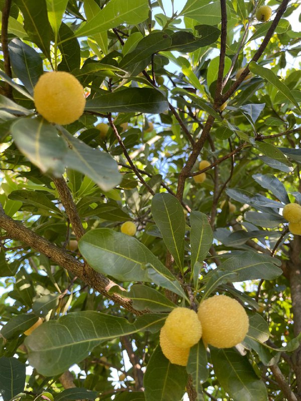 让我找到一颗白杨梅，乍一看以为没熟，一尝还挺甜的，好些年没见到了