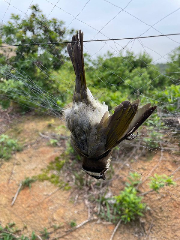 求助，这是什么鸟？爬山途中遇一捕鸟网，已有三只小鸟缠绕身亡，该向何部门举报最为有效？更新：相关部门已「根据信息按职责联合属地街道对该区域进行检查，组织现场拆除了捕鸟网