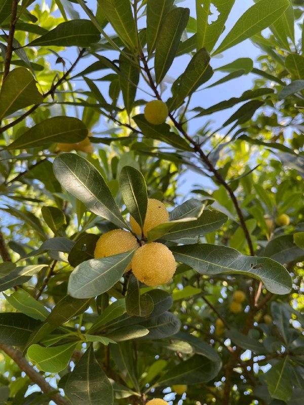 让我找到一颗白杨梅，乍一看以为没熟，一尝还挺甜的，好些年没见到了