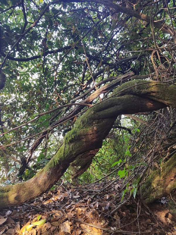 #徒步 #爬山 #Hiking⛰️ 龙门尖笔山 & 狮头山🗓️ 日期：20251206🧗 人数：11 人🛣️ 路线：尖笔山狮头山环线（10km，爬升 1000m）⏳ 用时：7h 25min📍 福建·龙岩·新罗区·龙门镇·洋畲村🏔 该山为紫金五峰之一，是龙岩八景「紫金晴雪」之所在