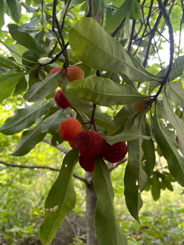 今年第一波的野杨梅已经摘到了，酸酸甜甜